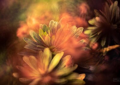 photography flowers